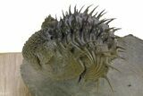 Enrolled Spiny Drotops Armatus Trilobite - Morocco #355818-1